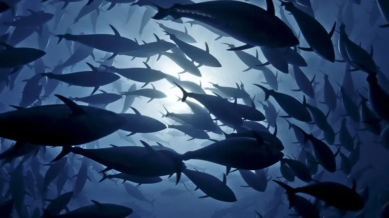 ¿Pueden los Peces Ahogarse o Asfixiarse en el Agua? La Sorprendente Verdad