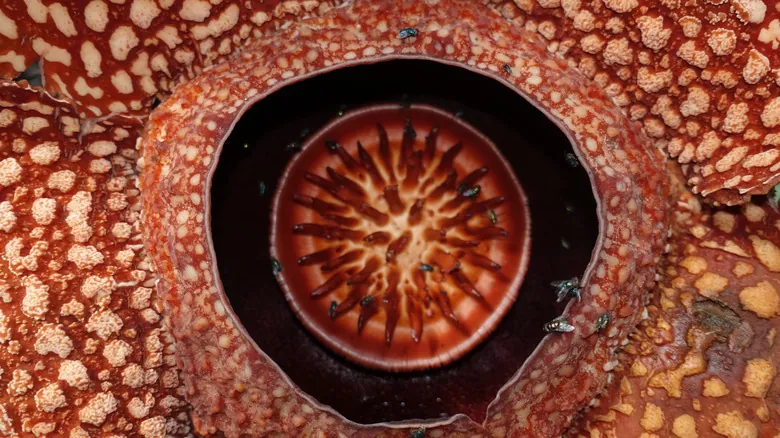 Rafflesia Arnoldii: El Fascinante Mundo de la Flor Más Grande y Parasitaria del Planeta