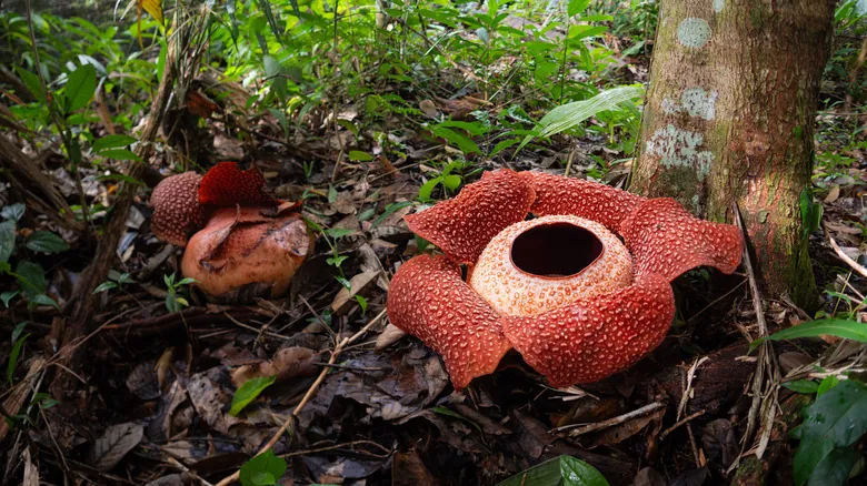 Rafflesia Arnoldii: El Fascinante Mundo de la Flor Más Grande y Parasitaria del Planeta