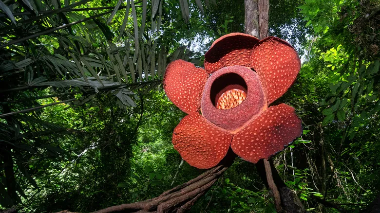 Rafflesia Arnoldii: El Fascinante Mundo de la Flor Más Grande y Parasitaria del Planeta