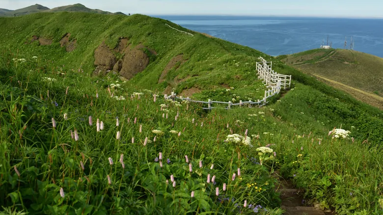 Rebun: La Isla Flotante de Flores Alpinas Únicas en Japón