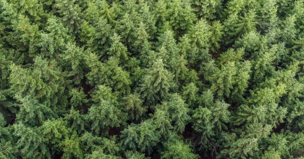 Reforestación Masiva: ¿La Clave Contra el Cambio Climático Global?