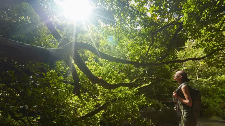 Reserva Forestal de Hilo: Descubre el Corazón Verde Escondido de Hawái