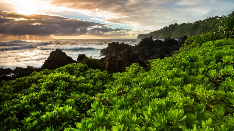 Reserva Forestal de Hilo: Descubre el Corazón Verde Escondido de Hawái