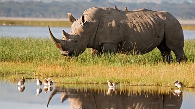 Rinoceronte Blanco del Norte: La Batalla Científica Contra la Extinción y su Futuro