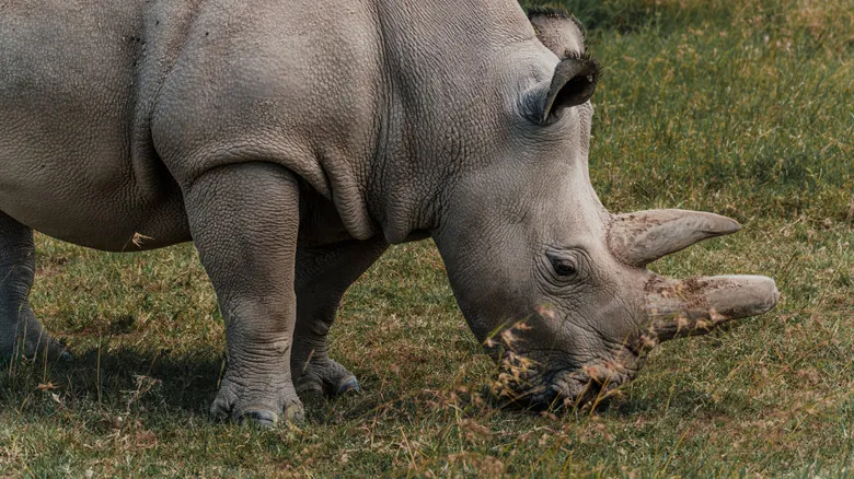 Rinoceronte Blanco del Norte: La Batalla Científica Contra la Extinción y su Futuro