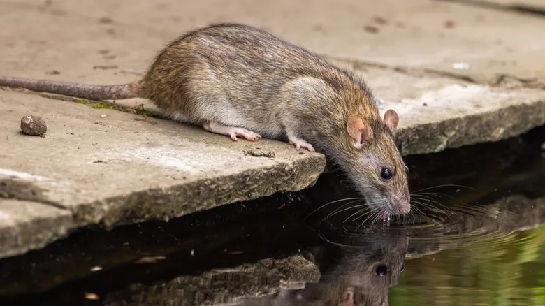 Roedores Urbanos: Desvelando la Verdad de la Infestación en Grandes Ciudades de EE. UU.