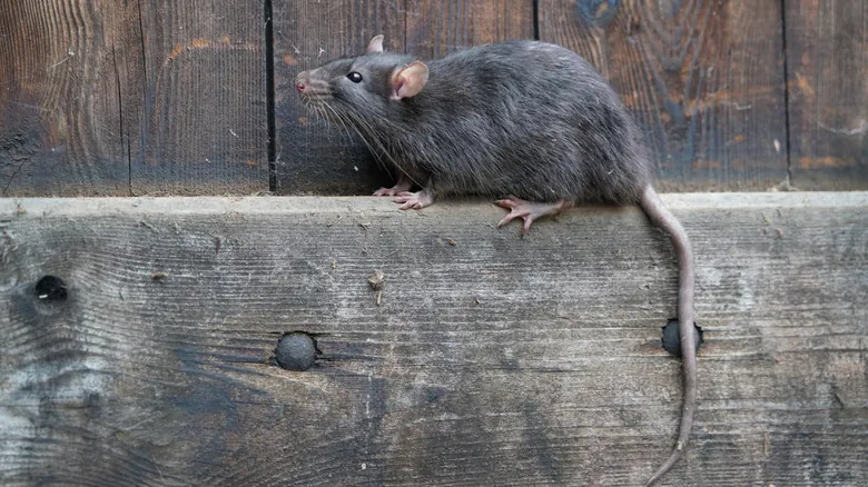 Roedores Urbanos: Desvelando la Verdad de la Infestación en Grandes Ciudades de EE. UU.