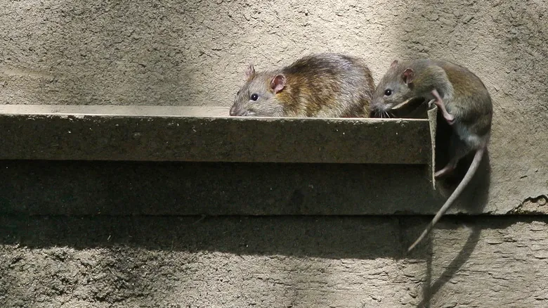 Roedores Urbanos: Desvelando la Verdad de la Infestación en Grandes Ciudades de EE. UU.