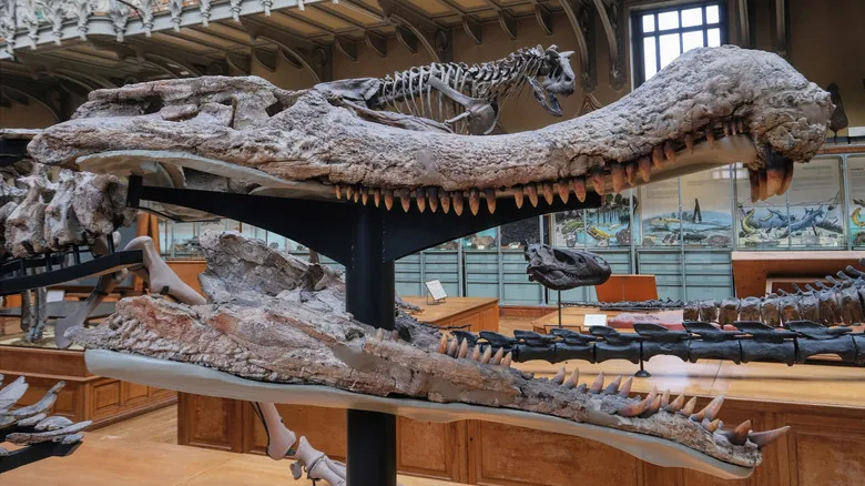 Sarcosuchus Imperator: El Gigante Cocodrílido Prehistórico que Fascinó a la Ciencia
