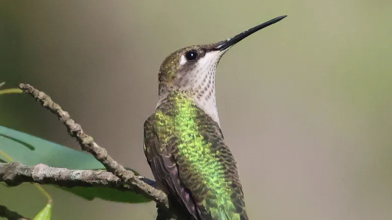Secretos para Atraer Colibríes a tu Jardín: Guía Completa y Natural