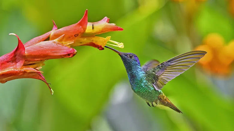 Secretos para Atraer Colibríes a tu Jardín: Guía Completa y Natural