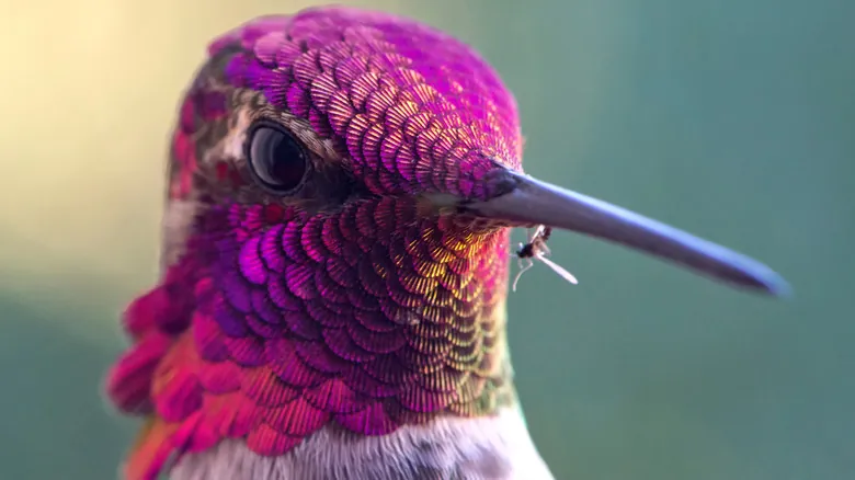 Secretos para Atraer Colibríes a tu Jardín: Guía Completa y Natural