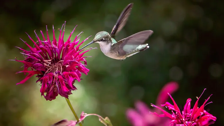 Secretos para Atraer Colibríes a tu Jardín: Guía Completa y Natural