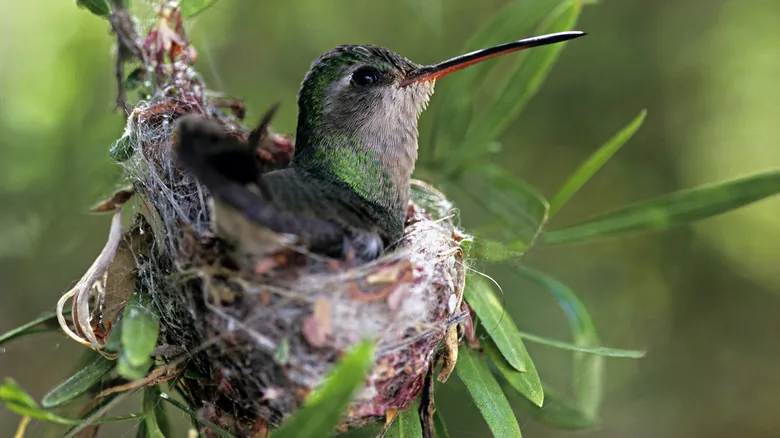 Secretos para Atraer Colibríes a tu Jardín: Guía Completa y Natural