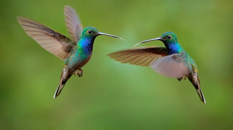Secretos para Atraer Colibríes a tu Jardín: Guía Completa y Natural