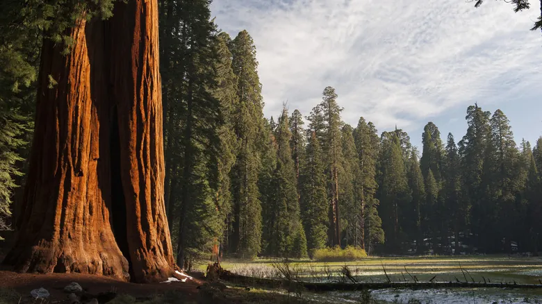 Secuoyas Gigantes: Maravillas Naturales y Ecosistemas Únicos