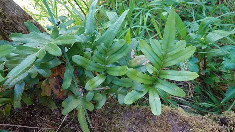 Secuoyas Gigantes: Maravillas Naturales y Ecosistemas Únicos