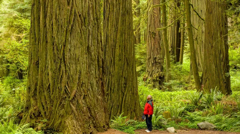 Secuoyas Gigantes: Maravillas Naturales y Ecosistemas Únicos