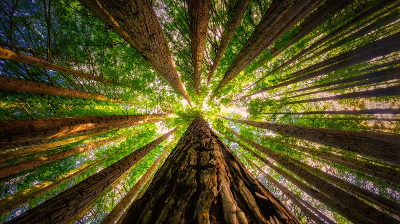 Secuoyas Gigantes: Maravillas Naturales y Ecosistemas Únicos