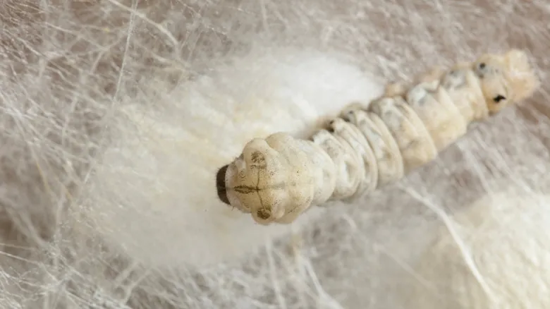 Seda Regenerada: La Innovación Biomaterial Inspirada en la Naturaleza y los Superhéroes