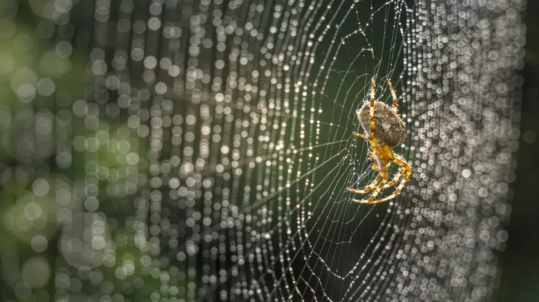 Seda Regenerada: La Innovación Biomaterial Inspirada en la Naturaleza y los Superhéroes