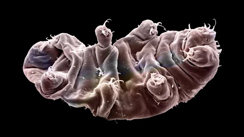 Tardígrados: Los Seres Más Resistentes e Indestructibles de la Naturaleza