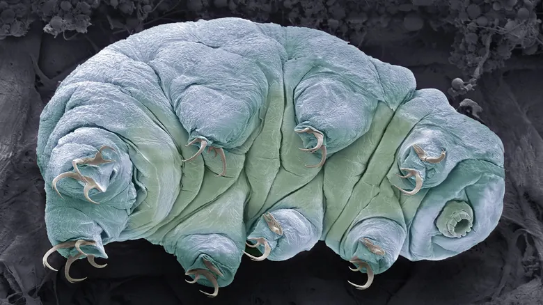 Tardígrados: Los Seres Más Resistentes e Indestructibles de la Naturaleza