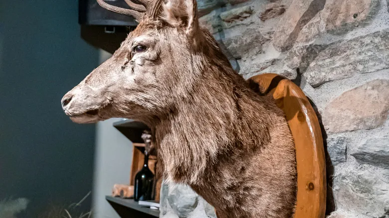 Taxidermia en el Hogar: Guía para Integrar Cabezas de Venado con Elegancia y Sin Prejuicios