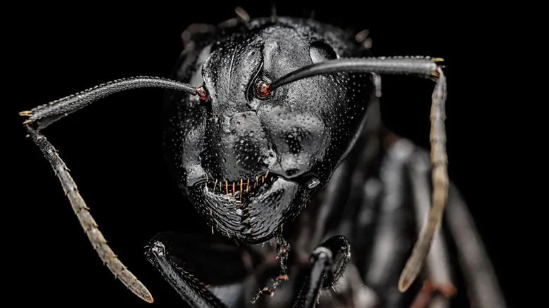 Terrores Ocultos: La Impactante Realidad de los Insectos Bajo el Microscopio