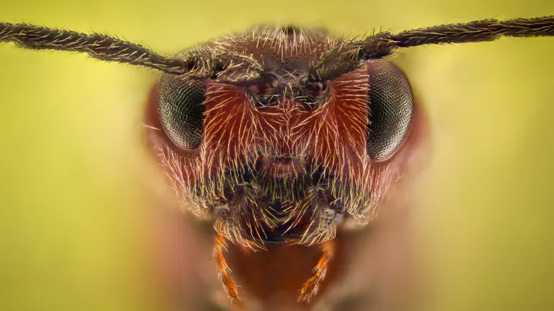 Terrores Ocultos: La Impactante Realidad de los Insectos Bajo el Microscopio