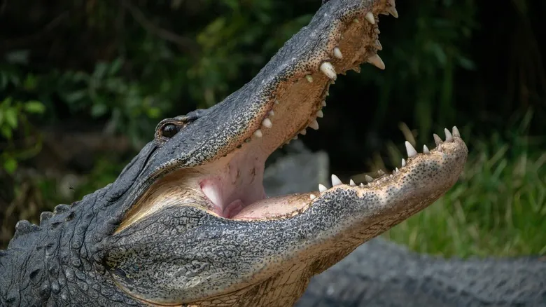 Texas: Descubra Por Qué Es el Estado con Más Ataques Fatales de Animales en EE. UU.
