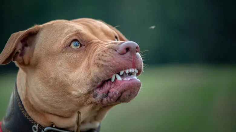 Texas: Descubra Por Qué Es el Estado con Más Ataques Fatales de Animales en EE. UU.