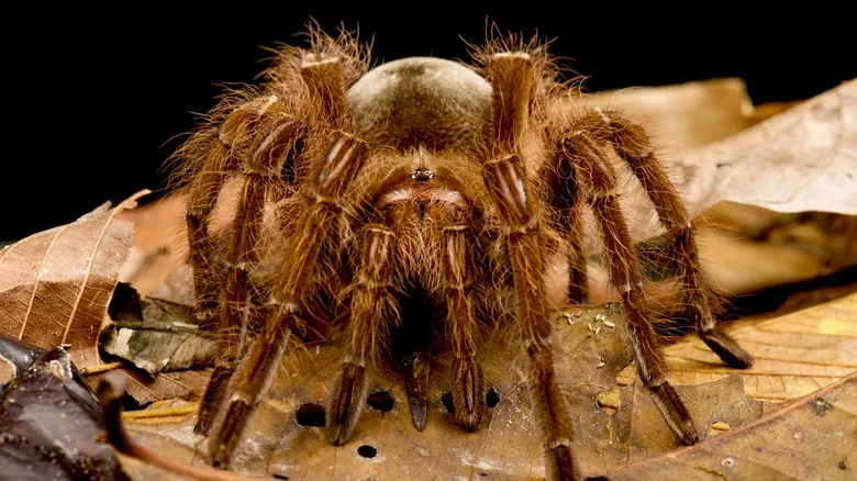 Theraphosa blondi: Descubriendo a la Araña Más Grande del Mundo y sus Mitos