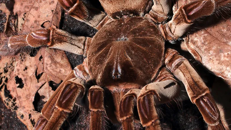 Theraphosa blondi: Descubriendo a la Araña Más Grande del Mundo y sus Mitos