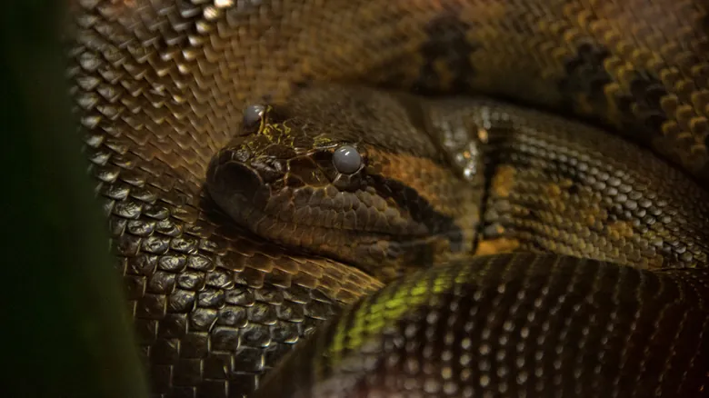 Titanoboa: El Gigante Prehistórico del Amazonas y Su Impacto Hipotético Hoy