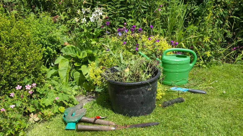 Trébol en tu Jardín: Beneficios Sostenibles y Guía Completa de Cultivo para un Césped Saludable