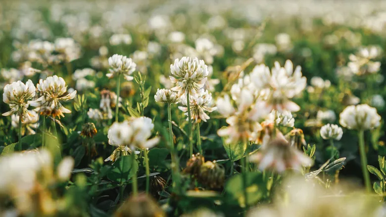 Trébol en tu Jardín: Beneficios Sostenibles y Guía Completa de Cultivo para un Césped Saludable