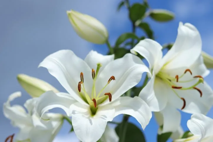 Tu flor favorita dice mucho sobre tu personalidad