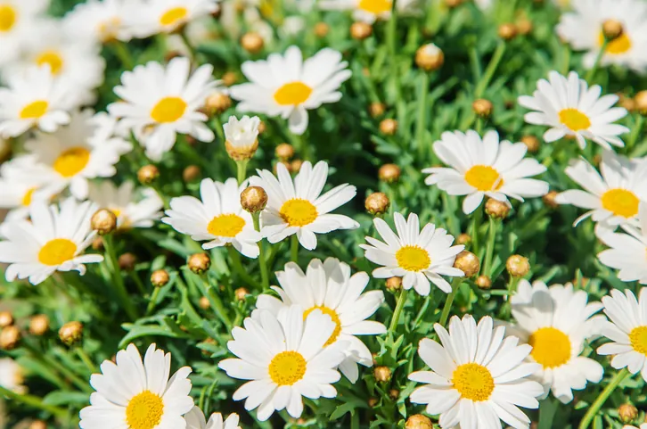 Tu flor favorita dice mucho sobre tu personalidad