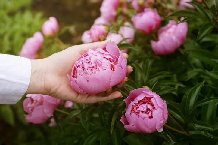 Tu flor favorita dice mucho sobre tu personalidad