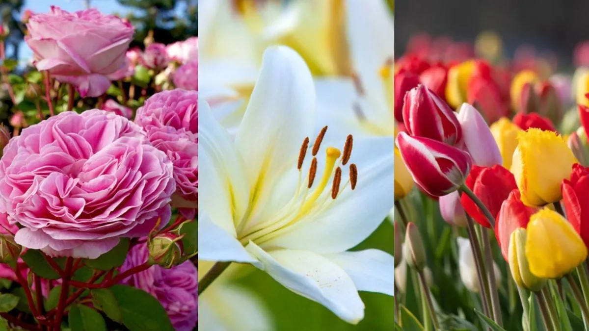 Tu Flor Favorita Revela Tu Personalidad