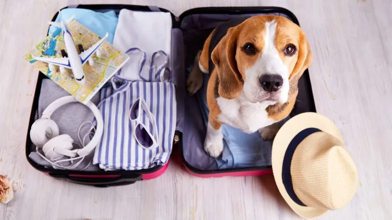 Viajar con Mascotas Grandes en Avión: Las Nuevas Políticas Revolucionarias de Italia