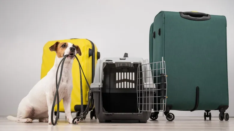 Viajar con Mascotas Grandes en Avión: Las Nuevas Políticas Revolucionarias de Italia